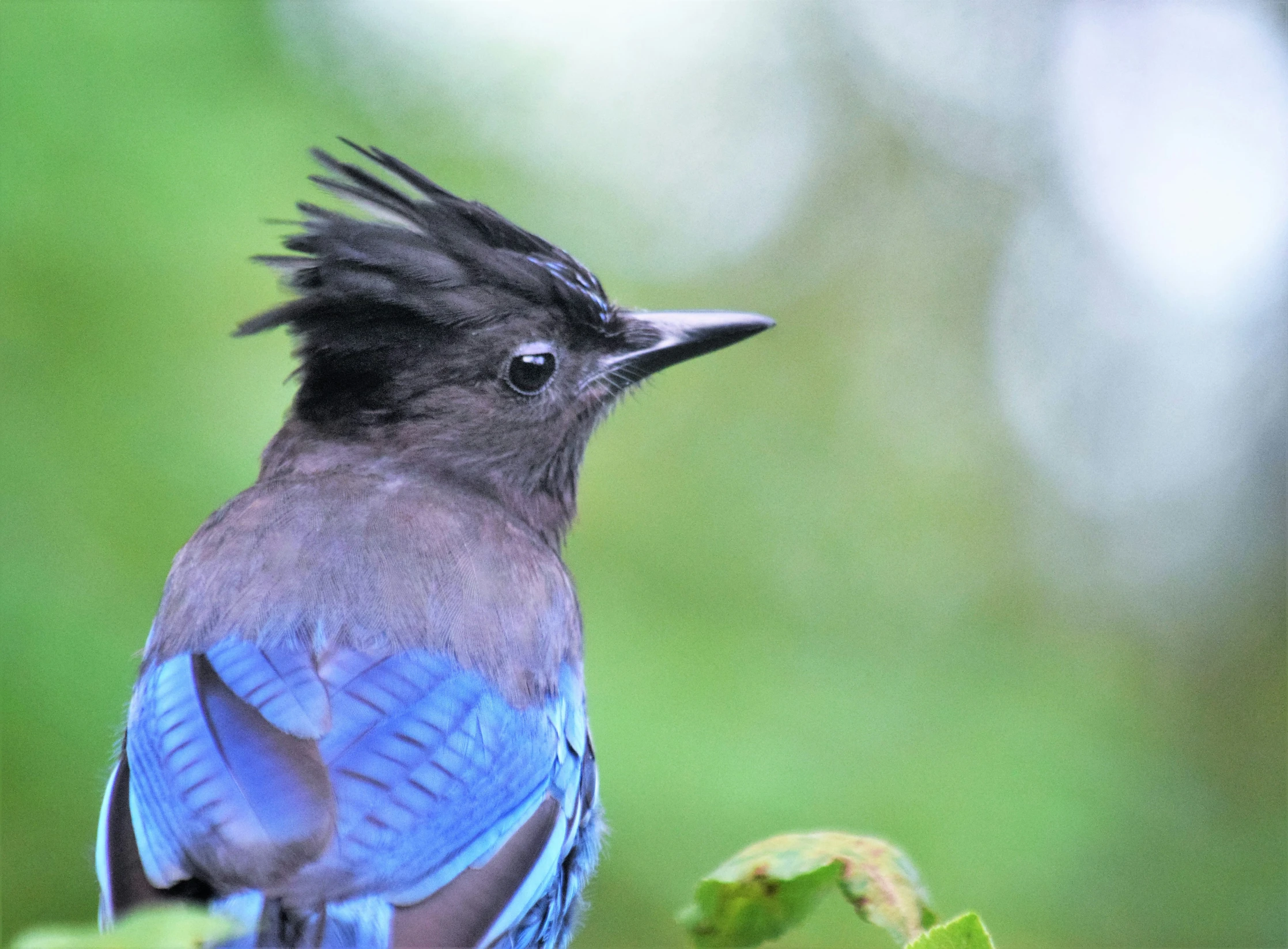 a small bird with dark feathers and a blue body