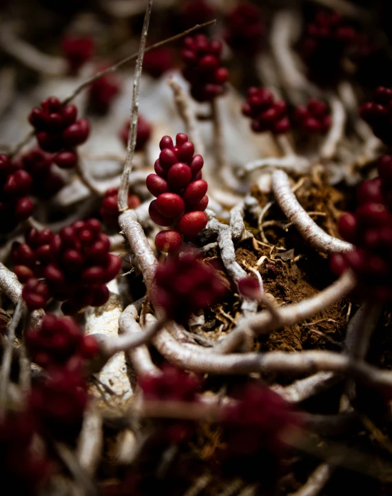 a plant with small red berries on the top of it