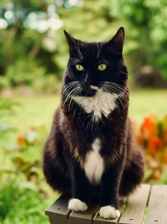 a cat with yellow eyes sits on a wooden bench