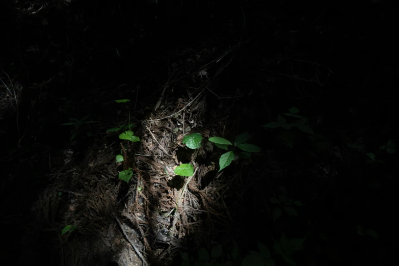 a small flower growing through a dark forest