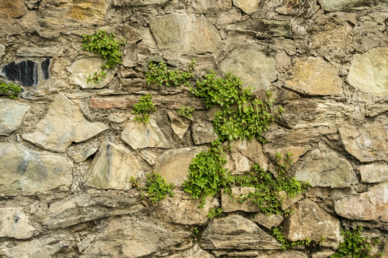 a plant growing on a rock wall with a window