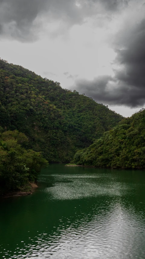 a body of water in the middle of a forest