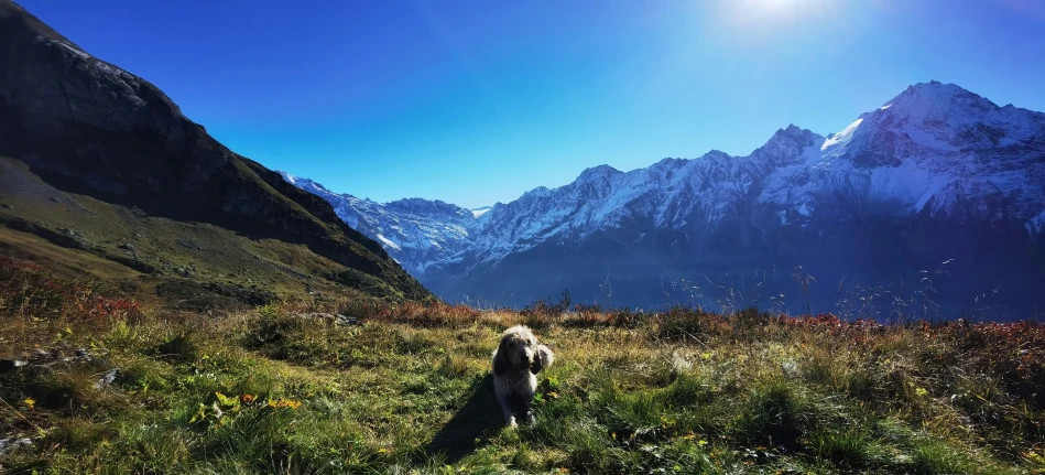 a dog is running down a hill in front of a mountain