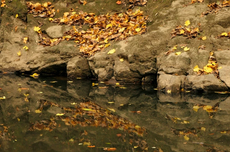leaves on rocks in the water near a body of water