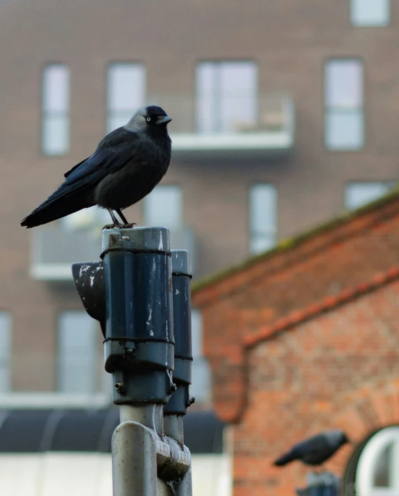 a black bird sitting on top of a street light pole