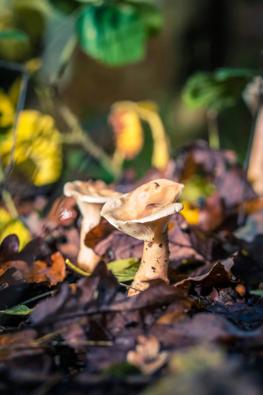 an upside down mushroom in the autumn leaves