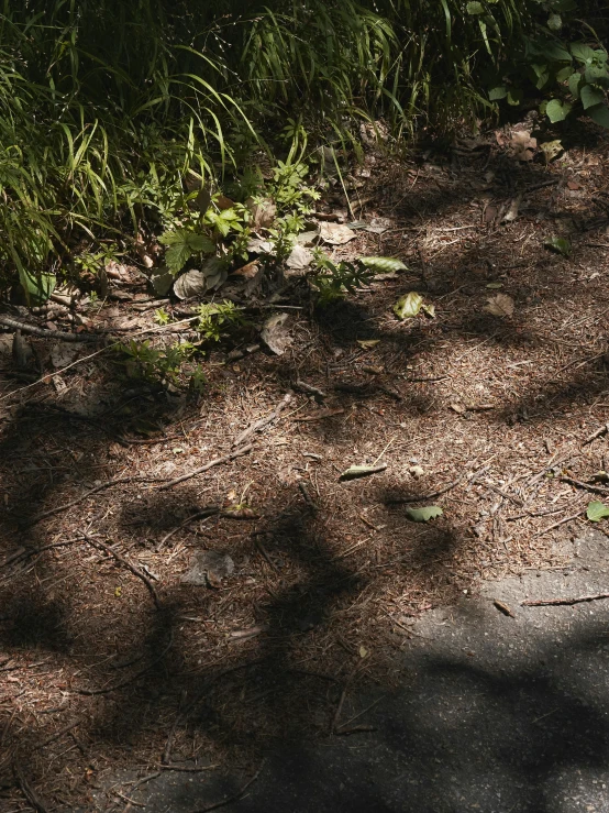 the shadows and vegetation are cast by the sunlight