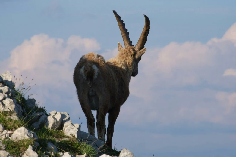 a horned animal standing on the edge of a mountain