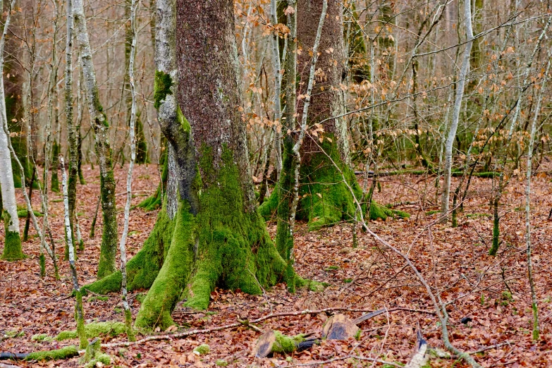 a wooded area covered in moss covered trees