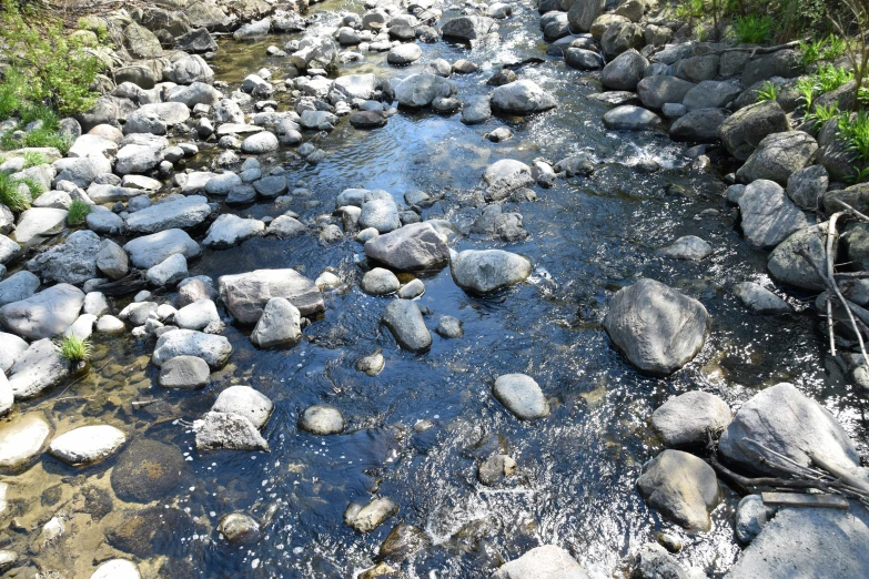 small stream surrounded by trees with rocks in it