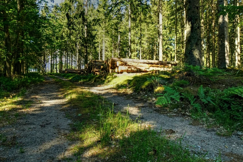 an open wooded area with a large group of trees