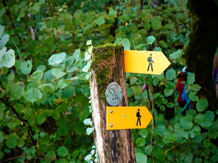 two signs that point different ways in a tree