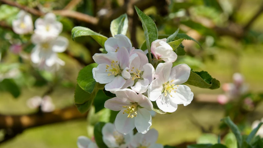 a close up view of some white and pink flowers