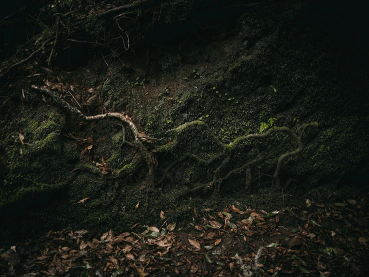 the bark on the green moss grows out of the ground