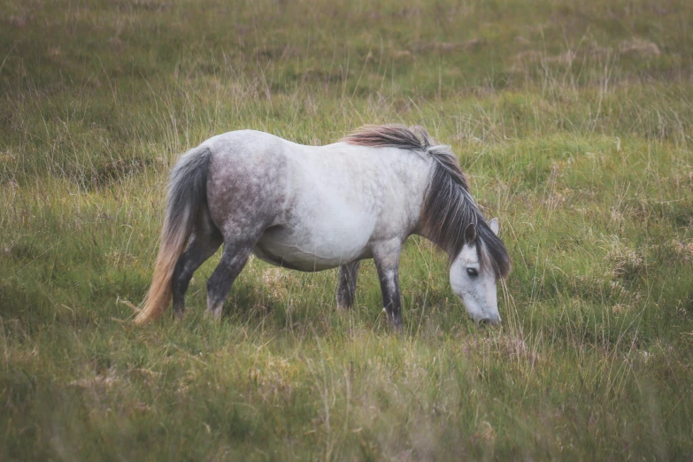 a white horse eating from some tall grass