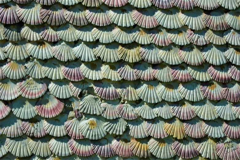 sea shells on the side of a building