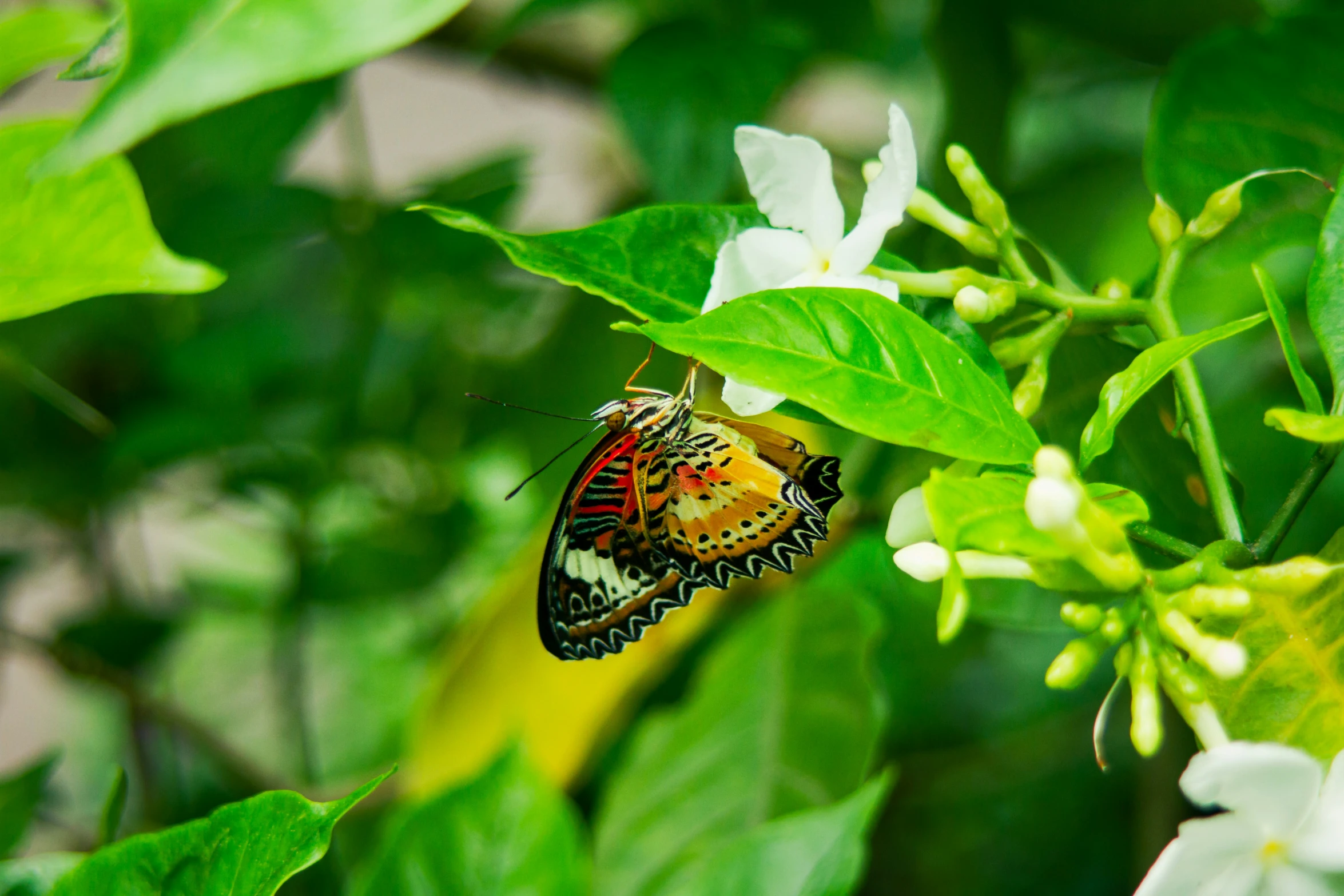 two erflies are sitting on leaves by the flowers