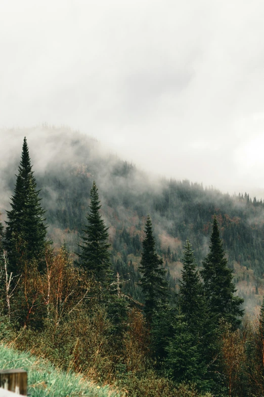 trees and mountains stand in the clouds on a cloudy day