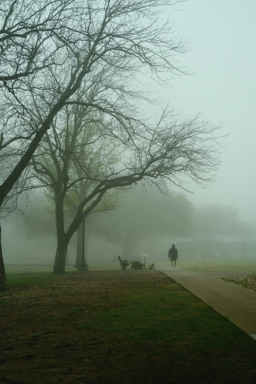 two people walk with their dogs in the fog