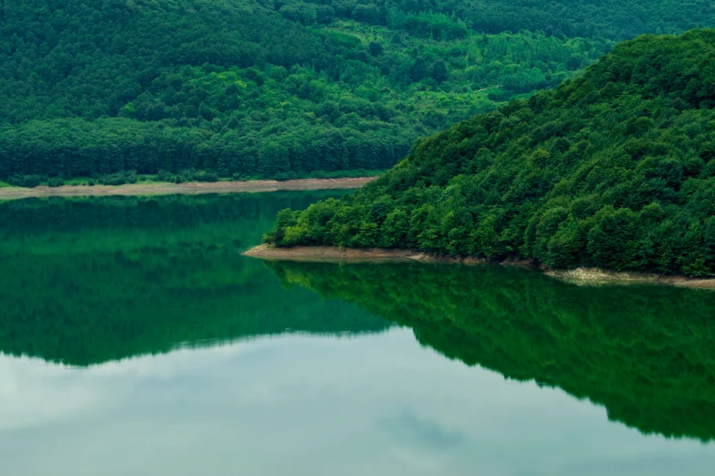 a forested area with a large body of water