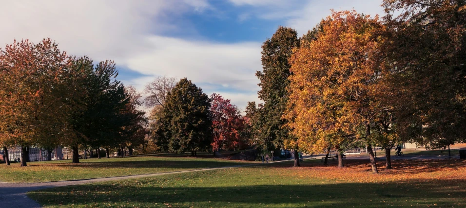 a path leads down to several different trees