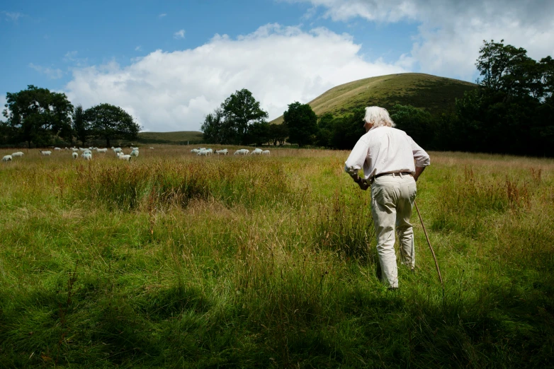 a man walks across a green field past animals