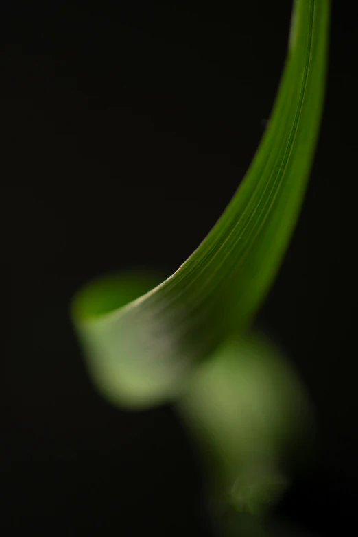 a close up of green grass with dark background