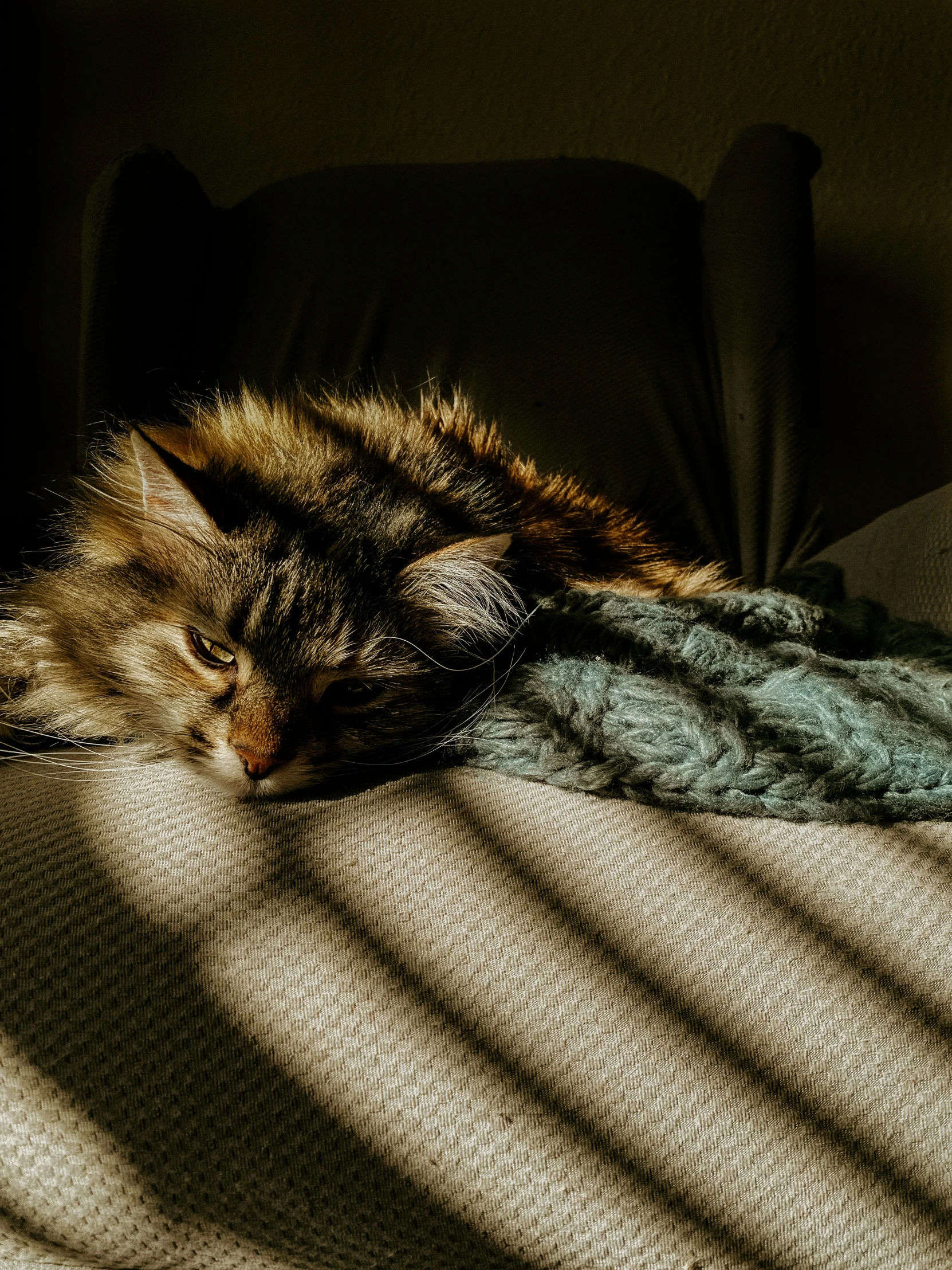 a cat laying on a blanket while in the sun