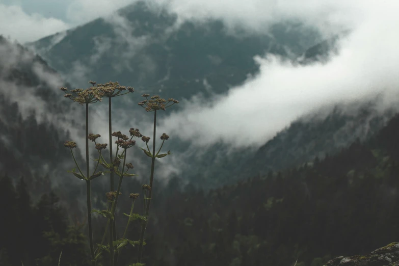 a very tall plant with mountains in the background