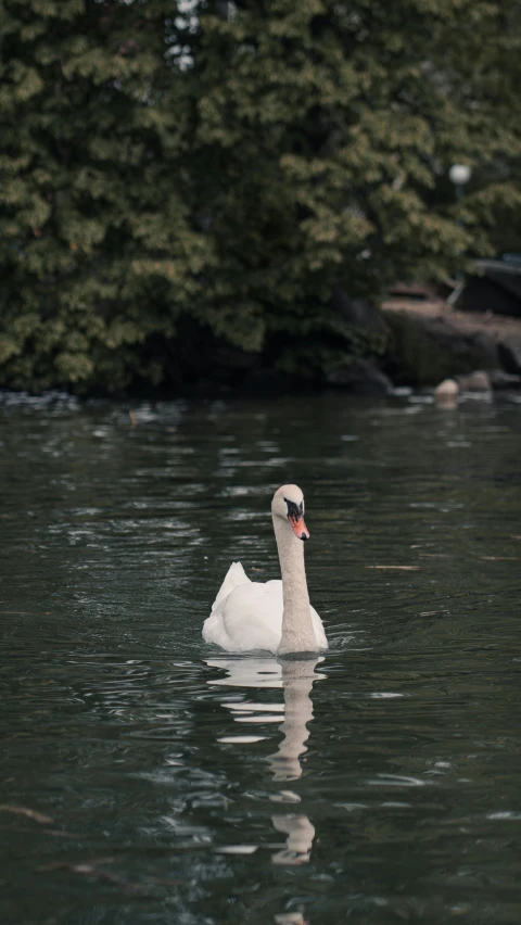 a swan swimming alone on the lake