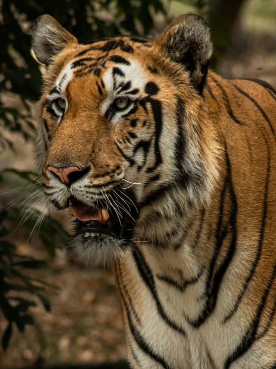 tiger snarls in front of leaves and grass