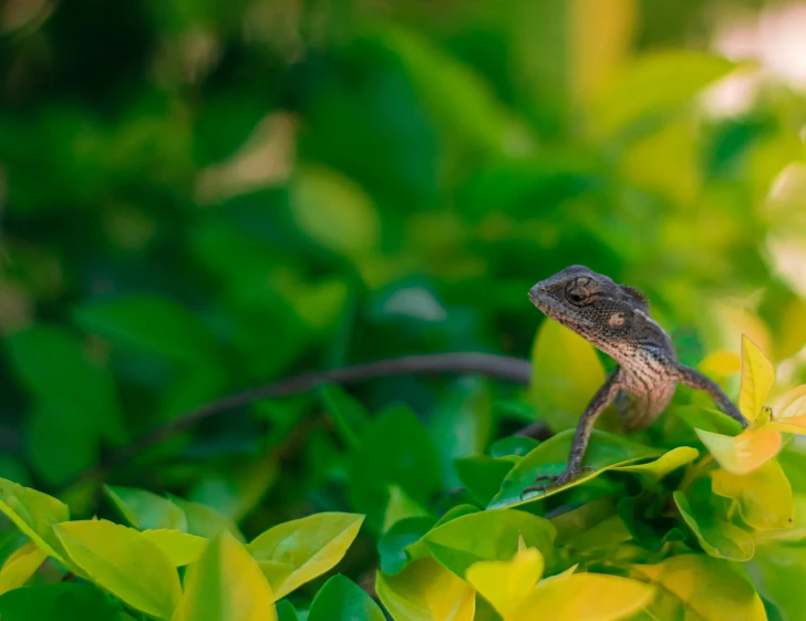 a lizard that is standing on some leaves