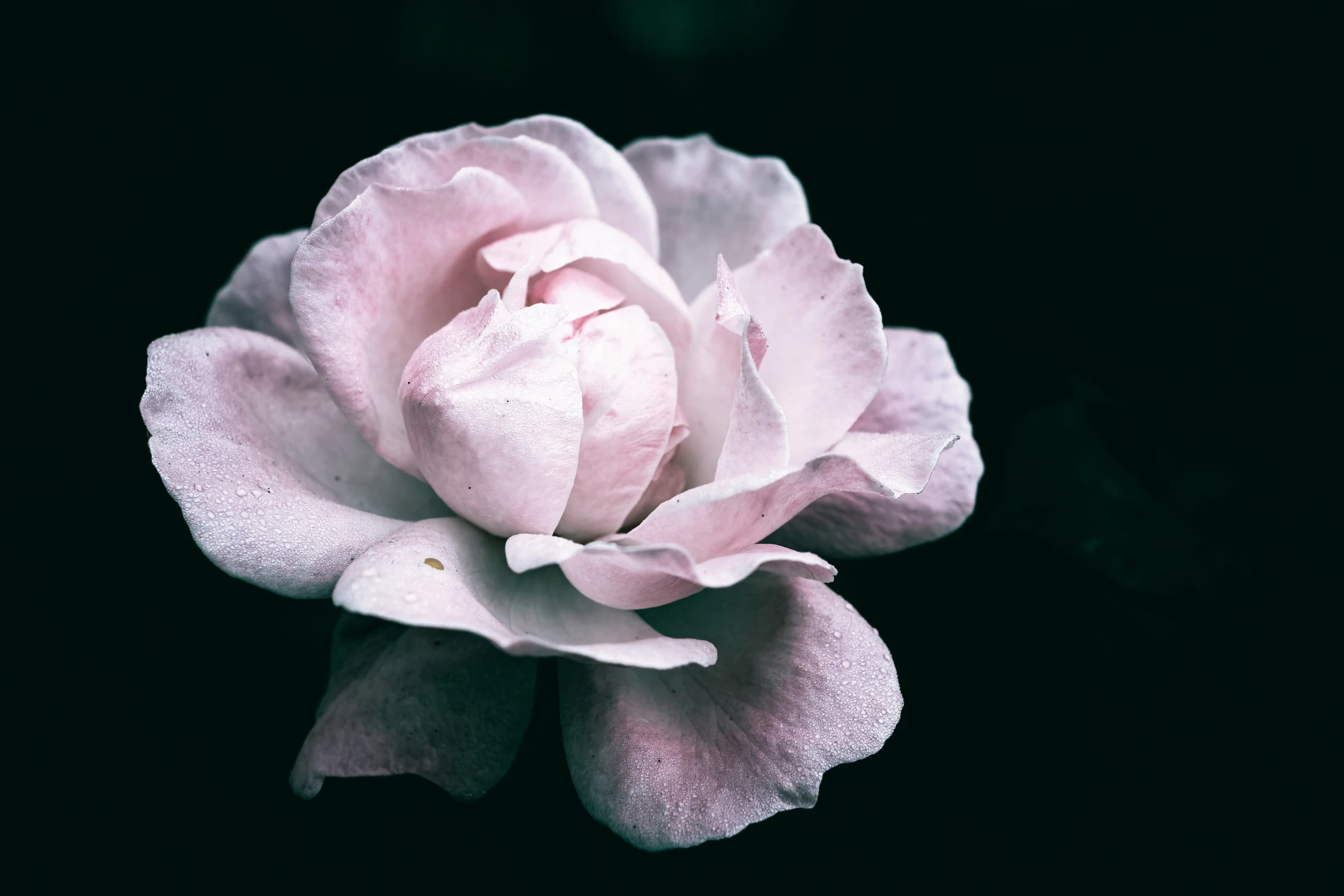 a pink flower is on a black background