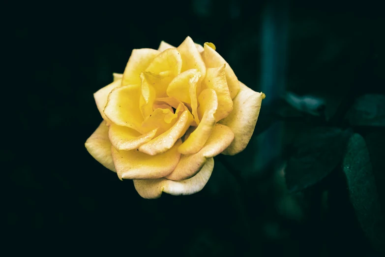 the flower is yellow and it has a small amount of water on the petals