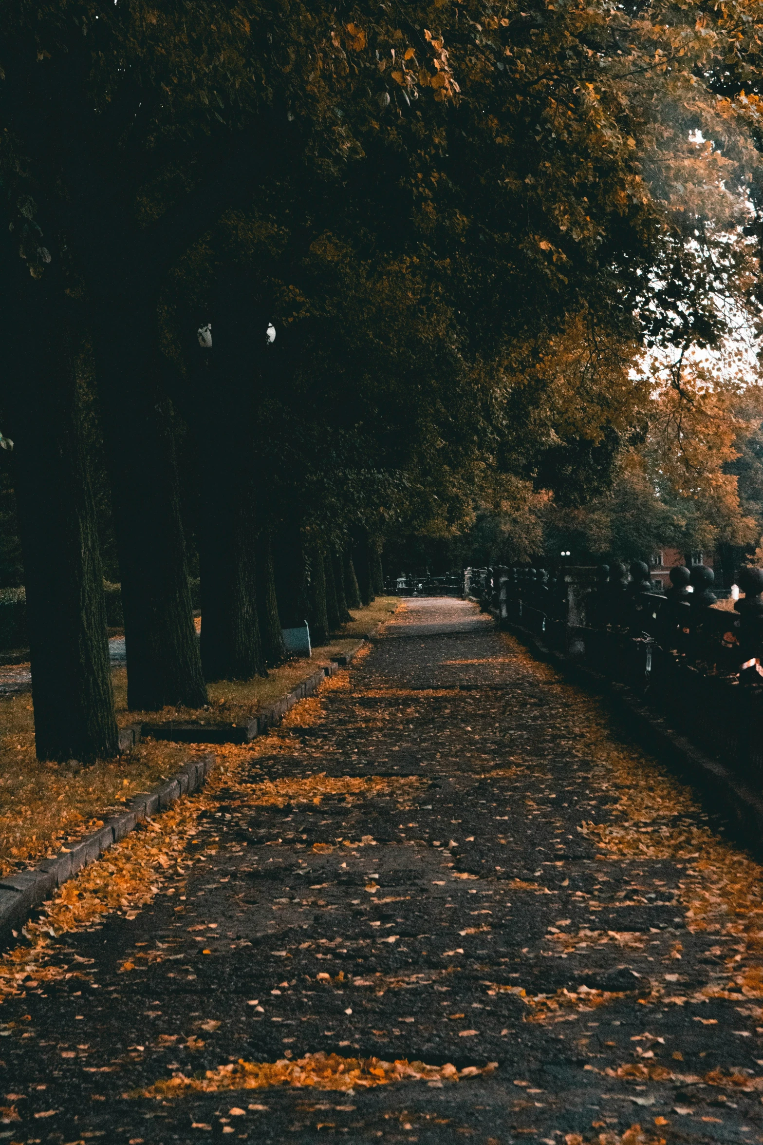 this is a pathway through a park, leading to a bench