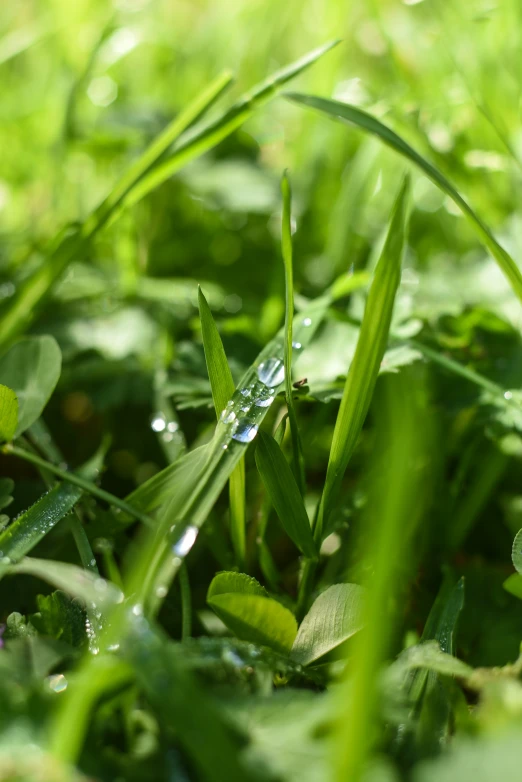 dewy grass and fresh green leaves with drops of dew