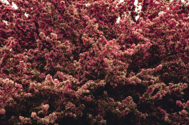 a very tall red bush with leaves and flowers
