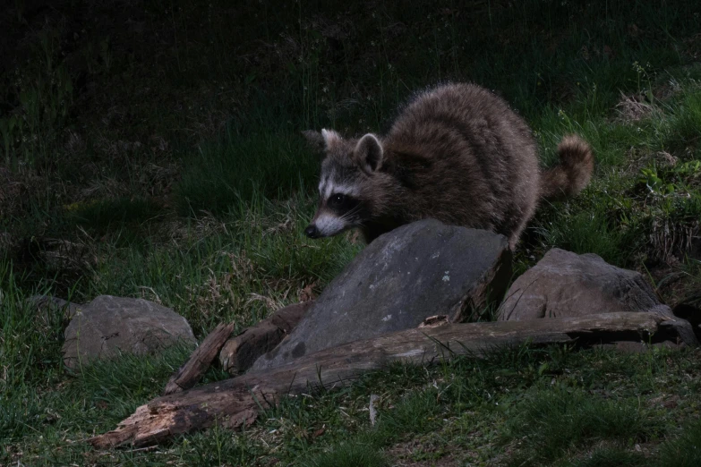 a rac on a rock next to some grass and trees