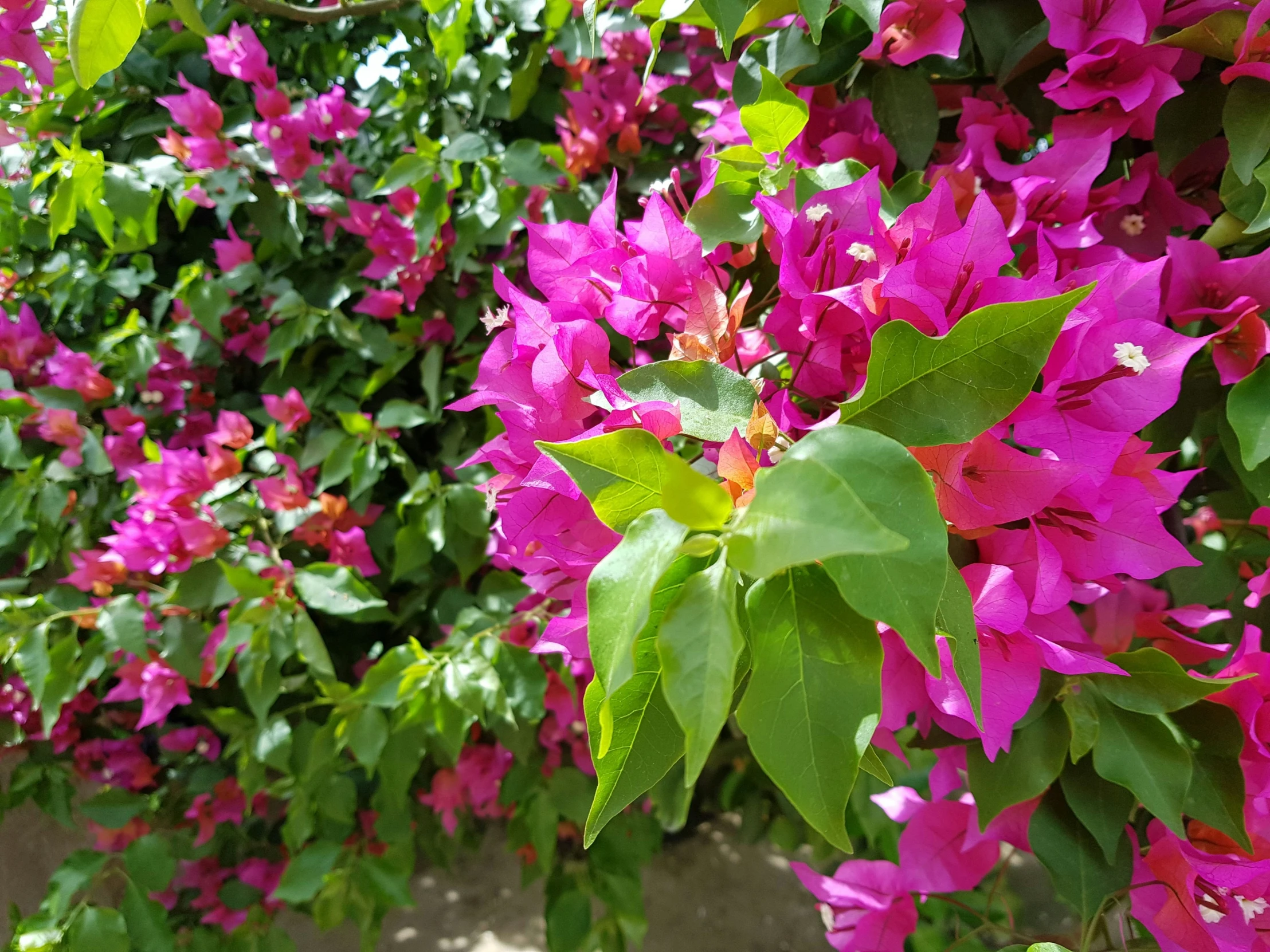 bright pink bougaias grow out of the leaves and nches of the tree