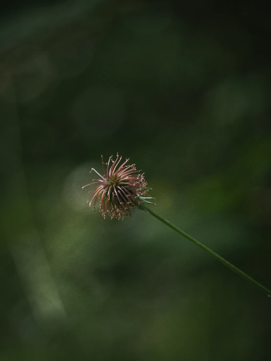 the top part of a dandelion with a long stalk and small seed