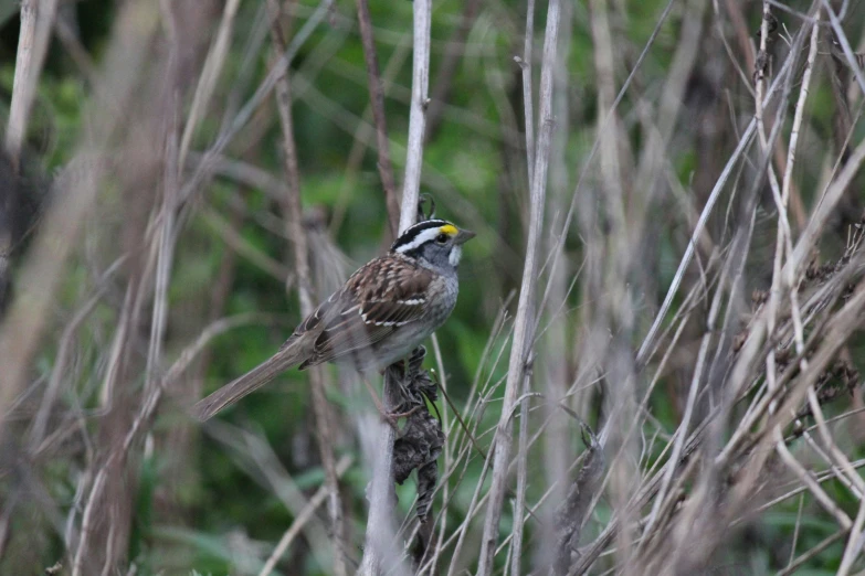 a bird is sitting on the tip of a tree