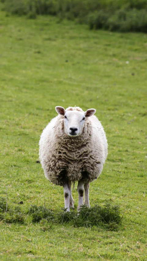 a large sheep is walking in a field