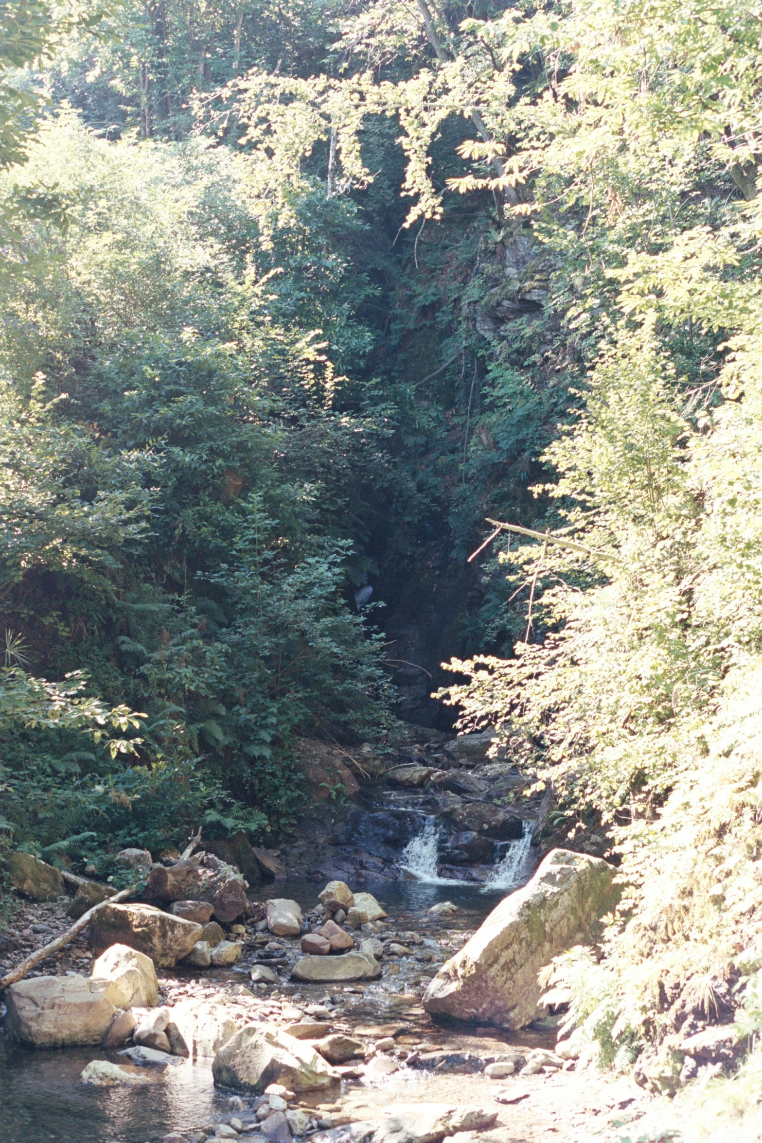 a stream running through a forest filled with green trees