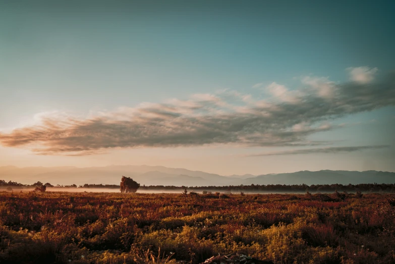 several horses and riders riding across the grass at sunset