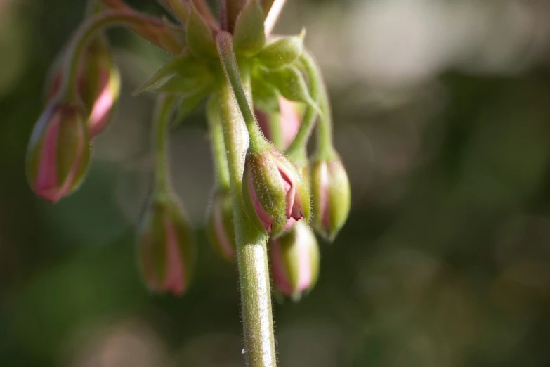 green flowers and stems with water droplets on them