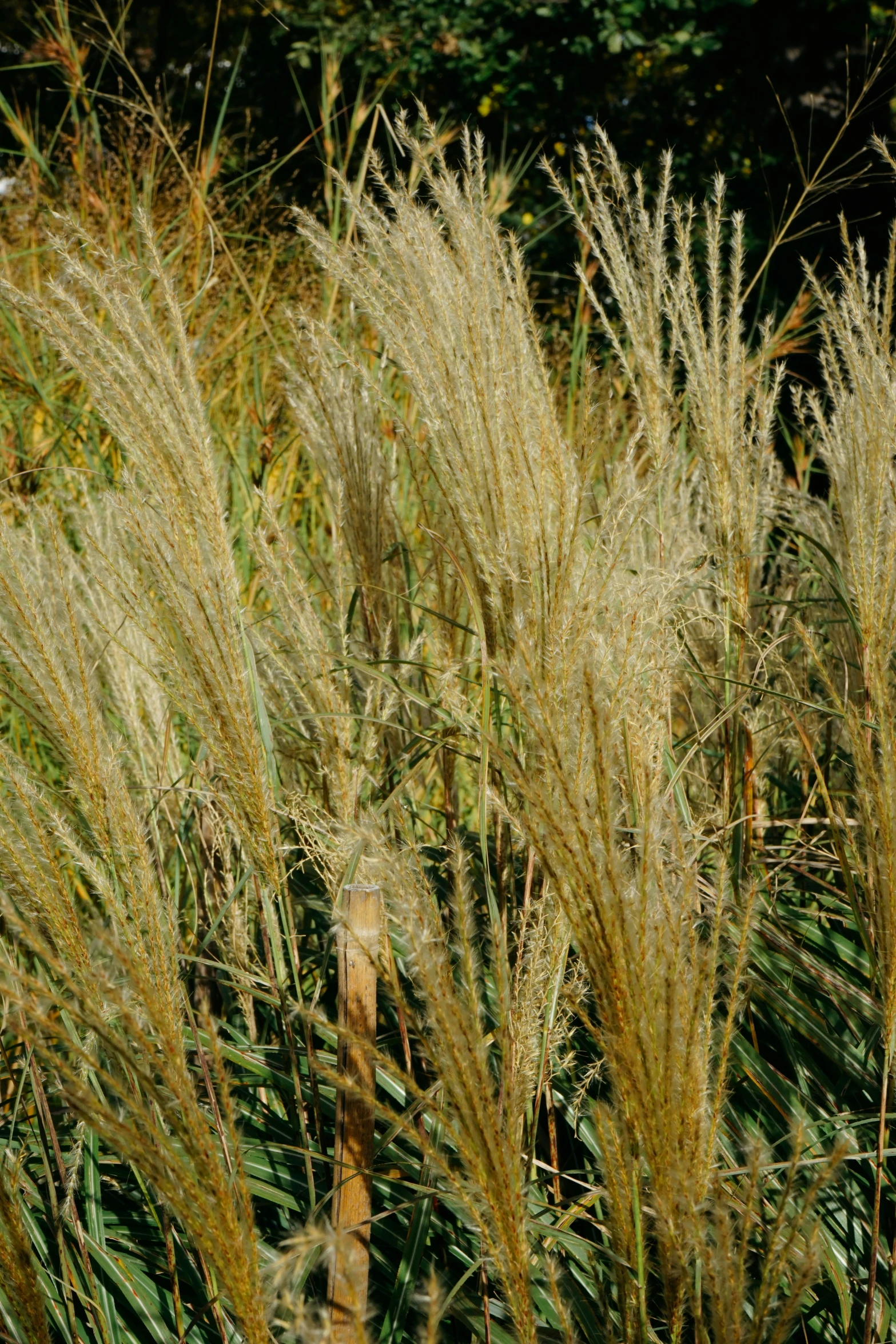 tall grasses in a field of green grass