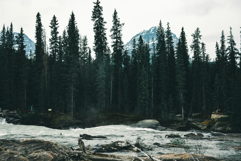 a large group of trees and rocks with people crossing