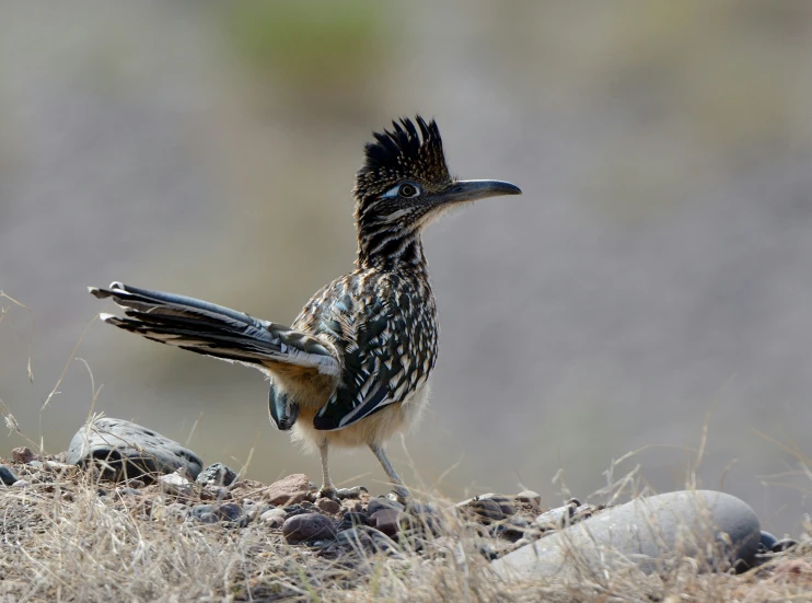 a bird with a very long neck standing on some dry grass