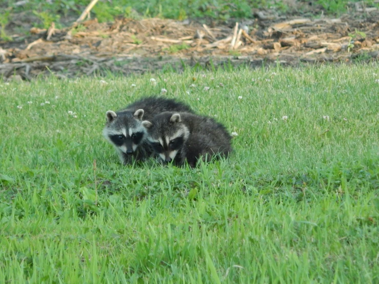 two little racs are in the tall grass