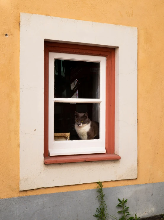 a cat sitting in a window near a plant